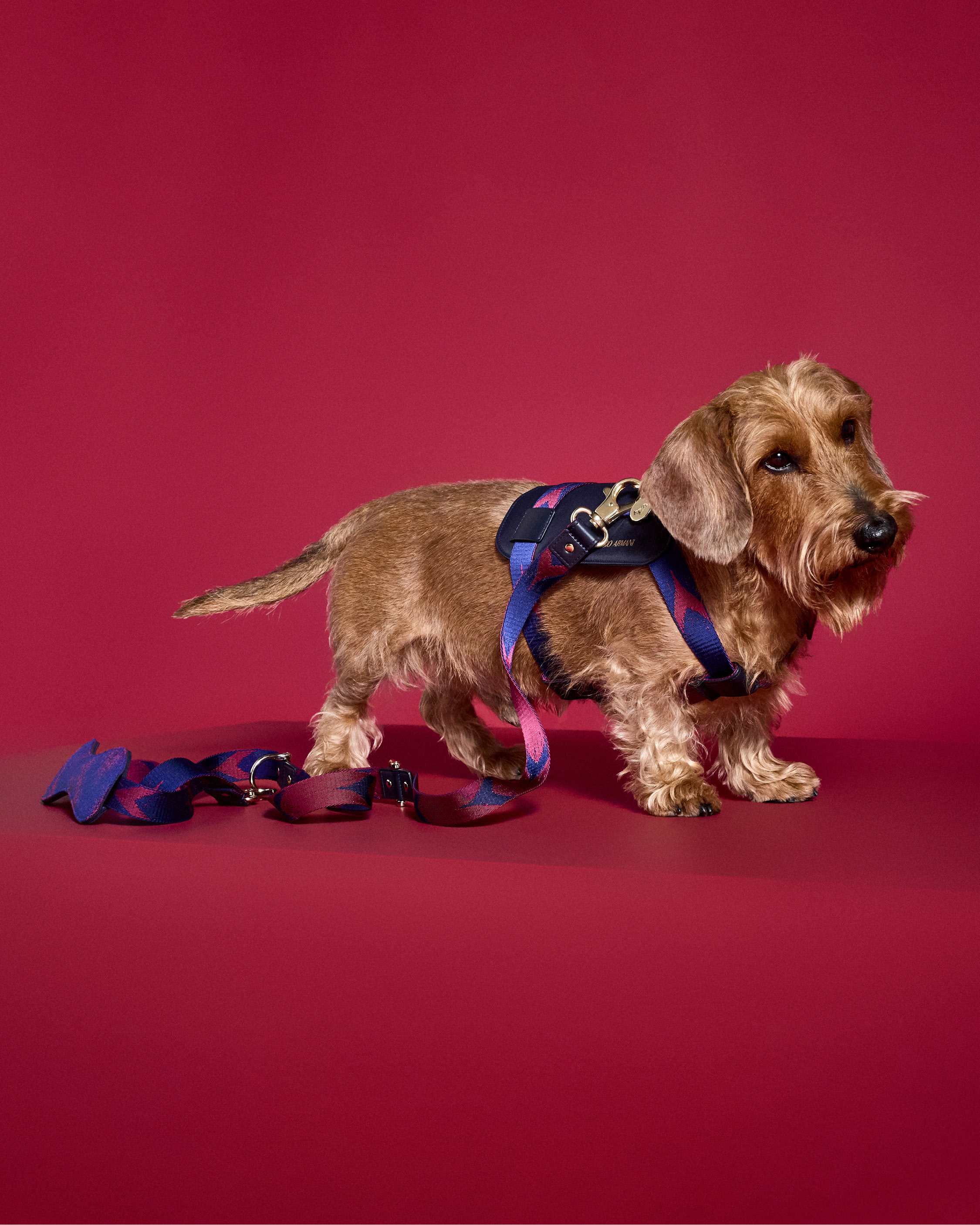 Armani dog clothes sales