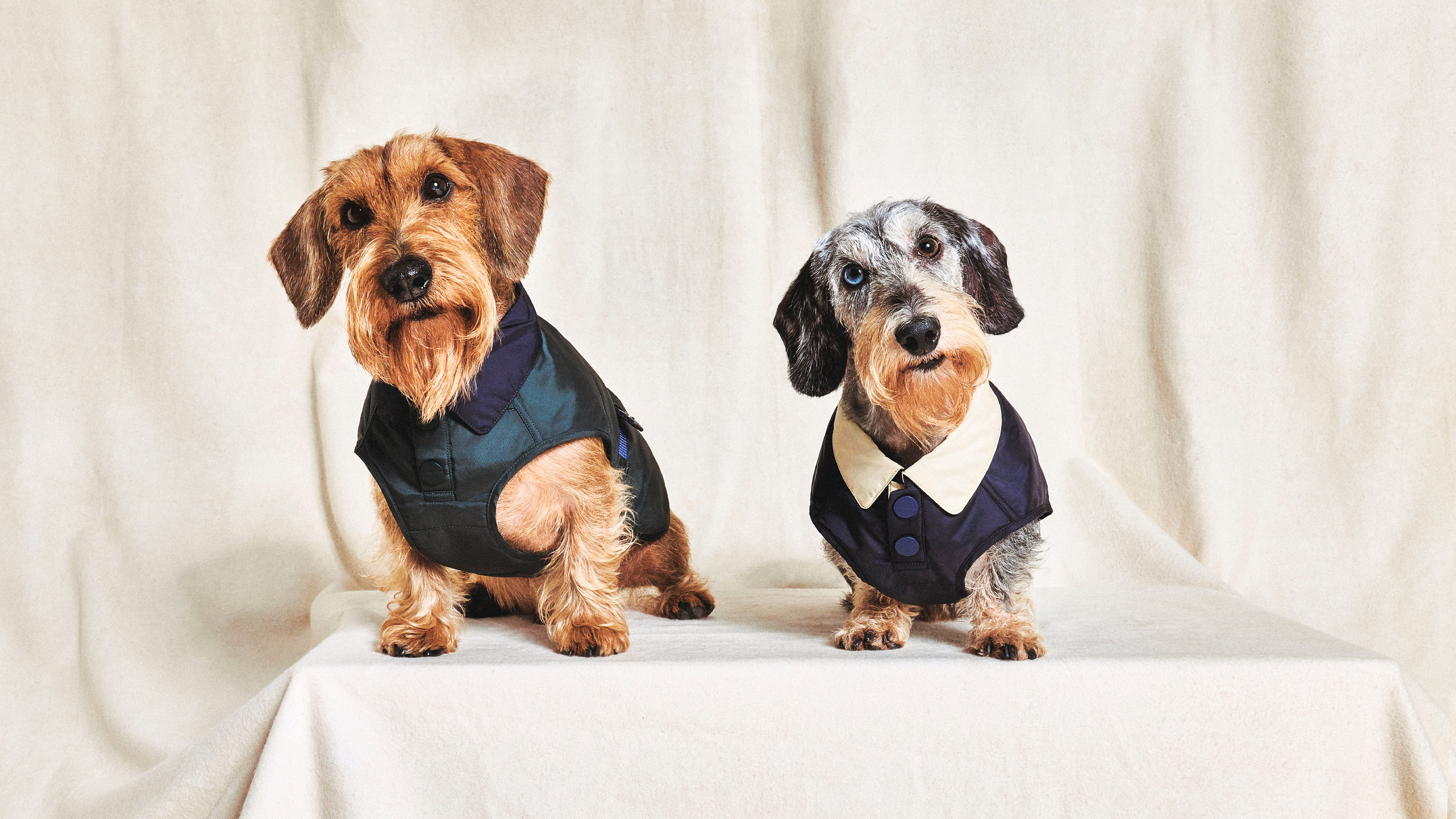 ペットアクセサリー | 【公式】ジョルジオ アルマーニ